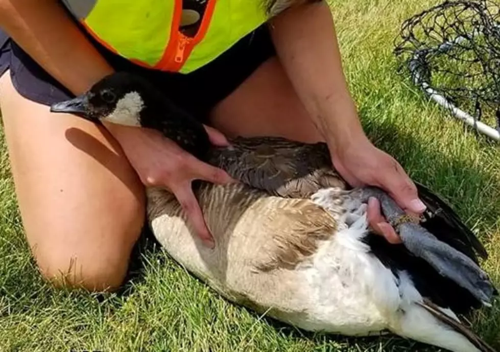See This Injured Goose Rescued, Returned To Wild At Battle Creek’s Bailey Park